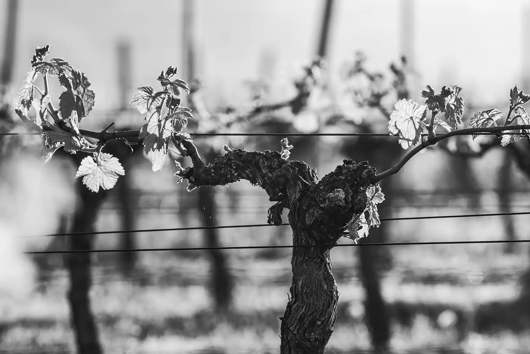 Sélection de maisons, domaines et vignerons