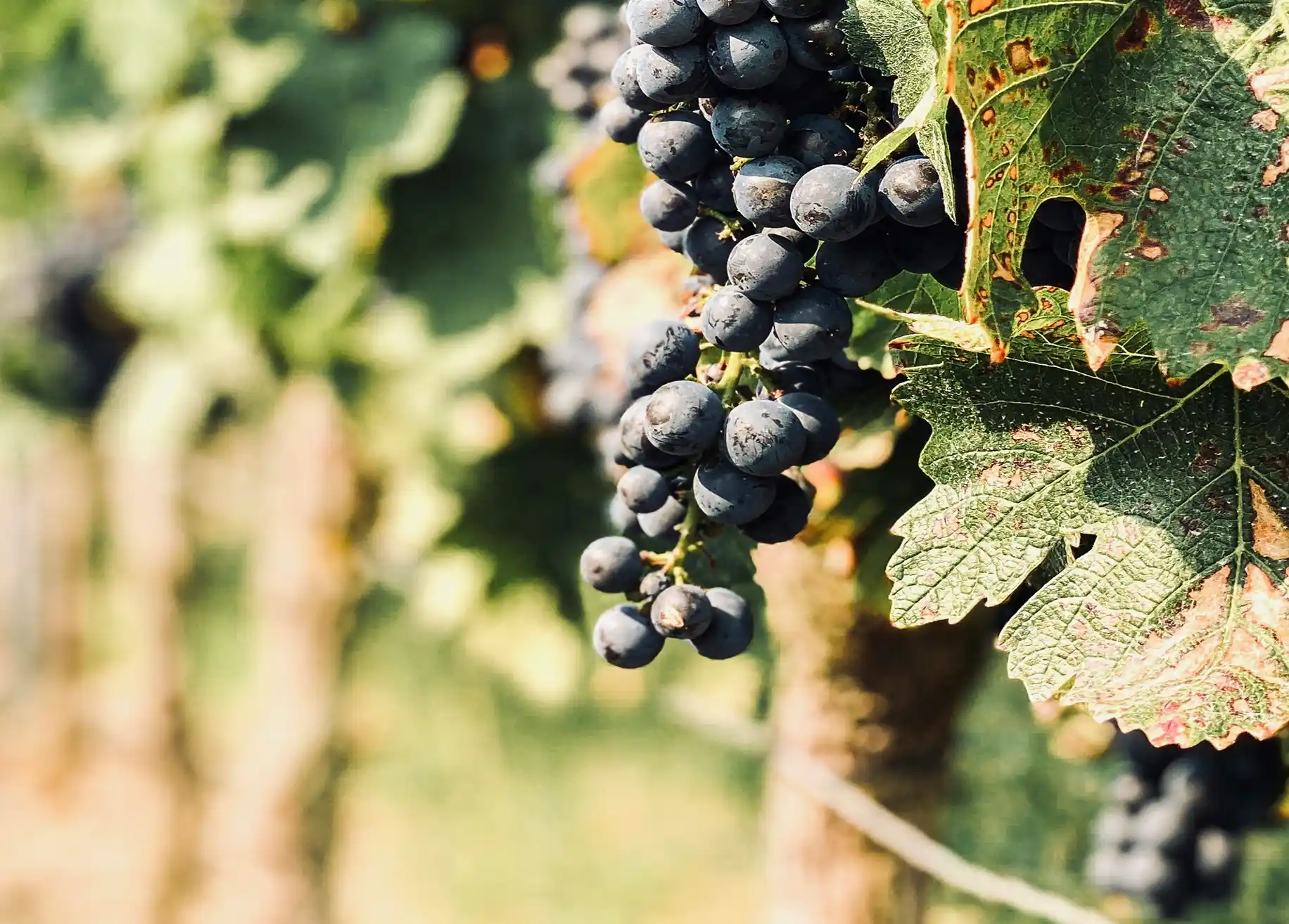 Extra Brut met en lumière des producteurs engagés et des cuvées d’exception